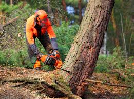 Best Stump Grinding and Removal  in Bartonvle, IL