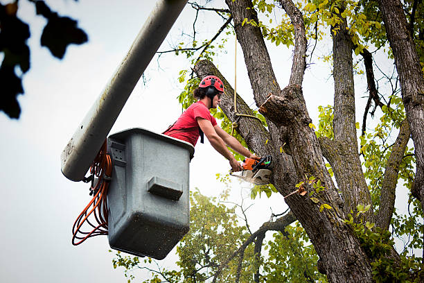 How Our Tree Care Process Works  in  Bartonville, IL